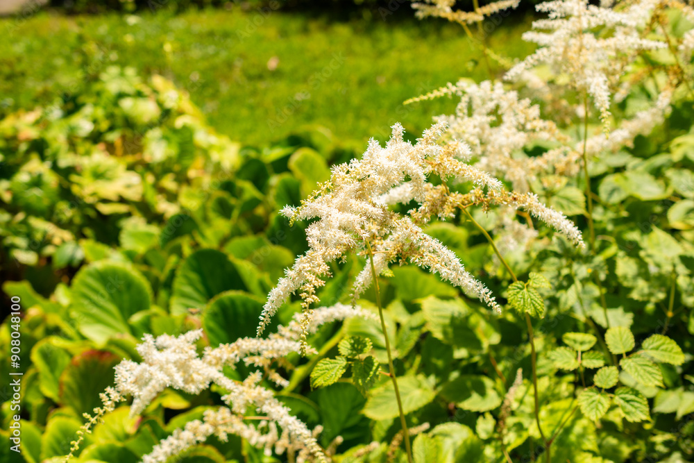 Astilbe Thunbergii plant in Saint Gallen in Switzerland Astilbe Thunbergii plant in Saint Gallen in Switzerland