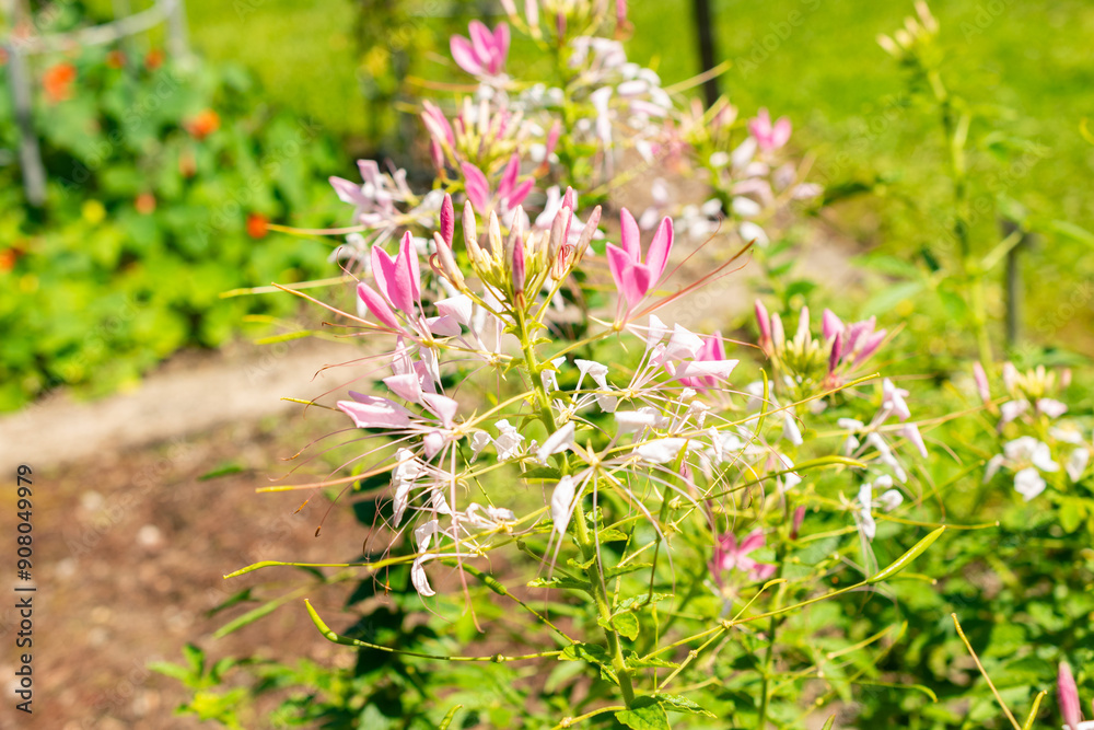 Spiny spiderflower or Cleome Spinosa plant in Saint Gallen in Switzerland