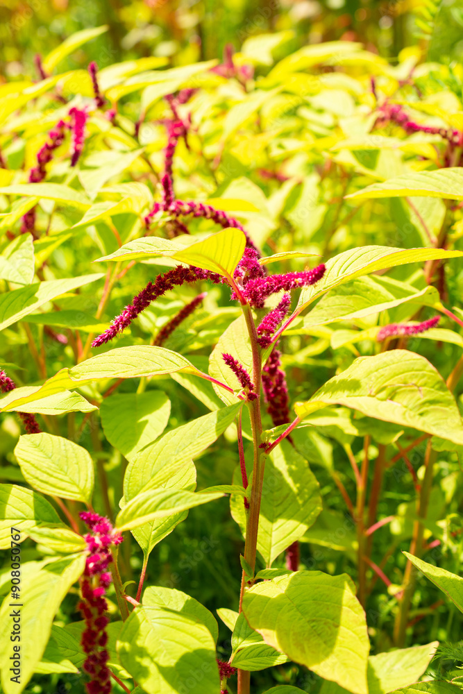 Love lies bleeding or Amaranthus Caudatus plant in Saint Gallen in Switzerland Love lies bleeding or Amaranthus Caudatus plant in Saint Gallen in Switzerland