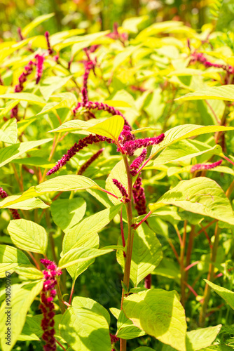 Love lies bleeding or Amaranthus Caudatus plant in Saint Gallen in Switzerland