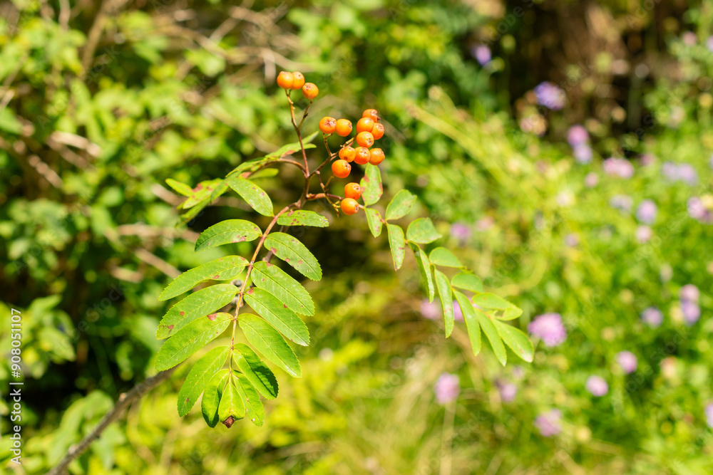 Rowan or Sorbus Aucuparia plant in Saint Gallen in Switzerland Rowan or Sorbus Aucuparia plant in Saint Gallen in Switzerland