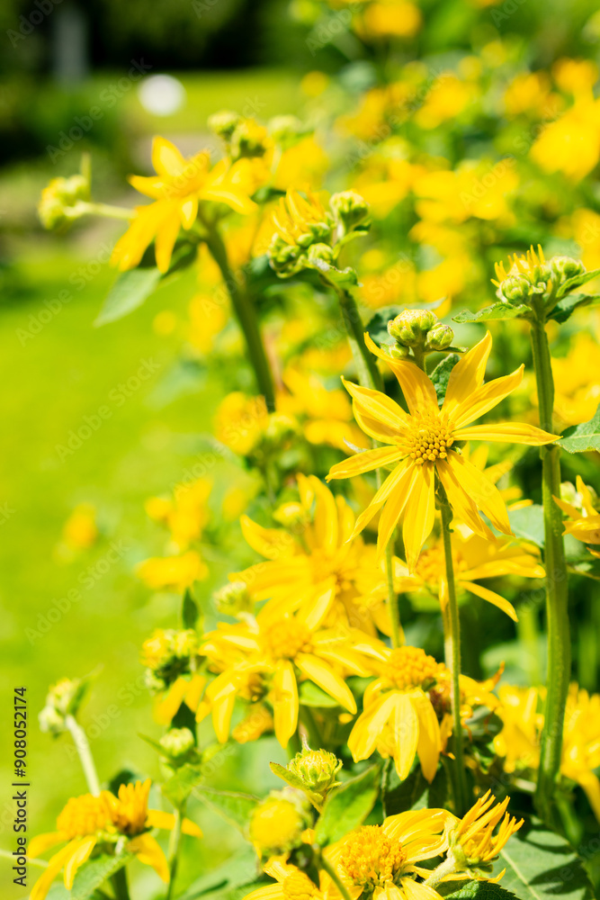 Obraz premium Yellow crownbeard or Verbesina Helianthoides plant in Saint Gallen in Switzerland