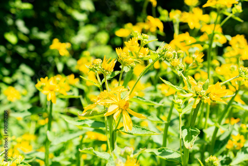 Yellow crownbeard or Verbesina Helianthoides plant in Saint Gallen in Switzerland photo