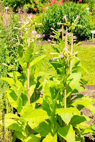 Nicotiana Tabacum plant in Saint Gallen in Switzerland photo