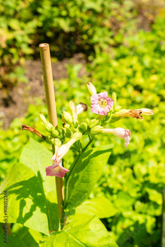 Nicotiana Tabacum plant in Saint Gallen in Switzerland photo