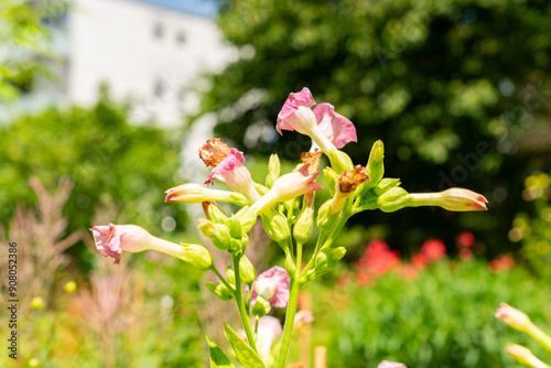 Nicotiana Tabacum plant in Saint Gallen in Switzerland photo