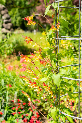 Firecracker vine or Ipomoea Lobata plant in Saint Gallen in Switzerland photo