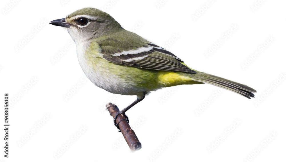 Fototapeta premium Vireo isolated on white