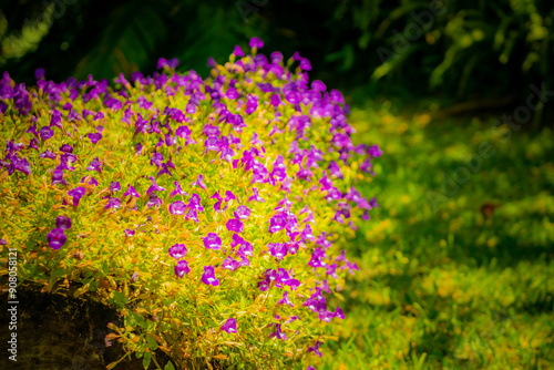Bright purple Torenia fournieri flowers in a garden, with a vivid contrast against the green foliage, showcasing the beauty of nature. photo
