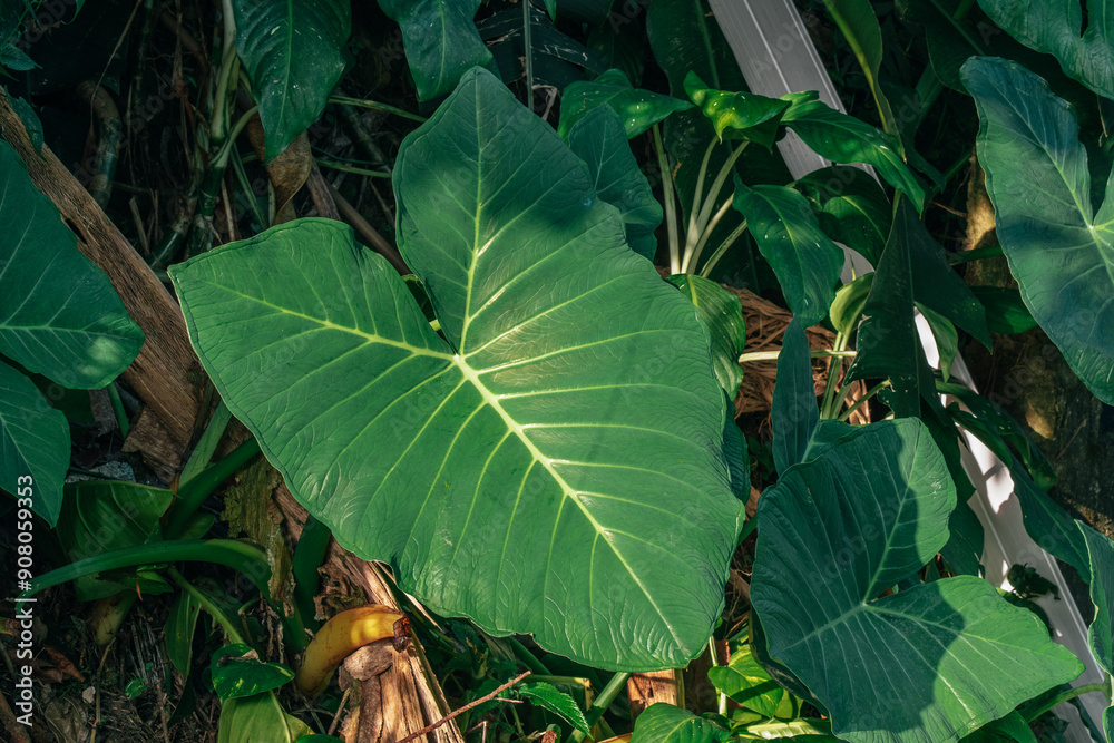 Large green leaf among tropical foliage, highlighting the lush and vibrant nature of the environment. Large green leaf among tropical foliage, highlighting the lush and vibrant nature of the environment.
