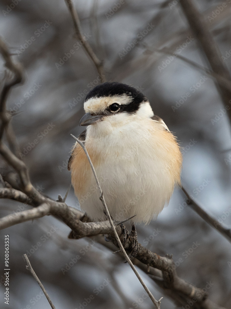 Obraz premium Closeup of a Masked shrike perched on acacia tree, Bahrain