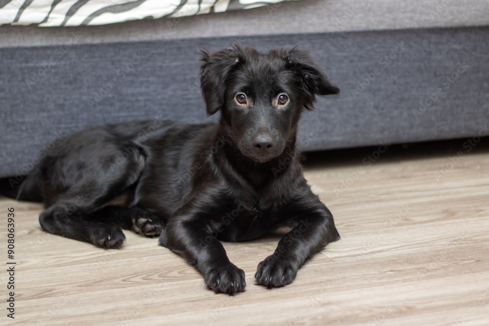 A black dog is comfortably laying on the floor in front of a couch A black dog is comfortably laying on the floor in front of a couch