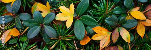 Nature's Tapestry: A Close-Up of Colorful Leaves and Pine Needles in Lush Foliage.