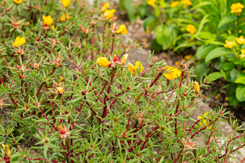 Mexican rose or Portulaca Grandiflora plant in Saint Gallen in Switzerland