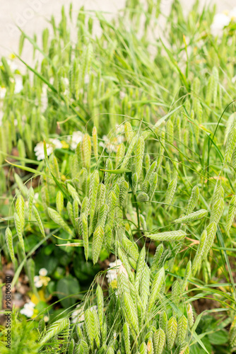 Rough brome or Bromus Squarrosus plant in Saint Gallen in Switzerland photo