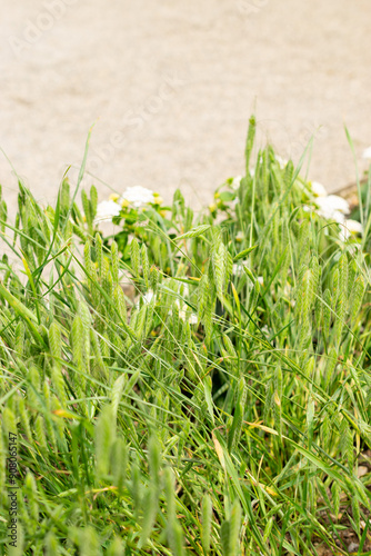 Rough brome or Bromus Squarrosus plant in Saint Gallen in Switzerland photo