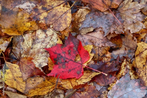 red autumn leaves