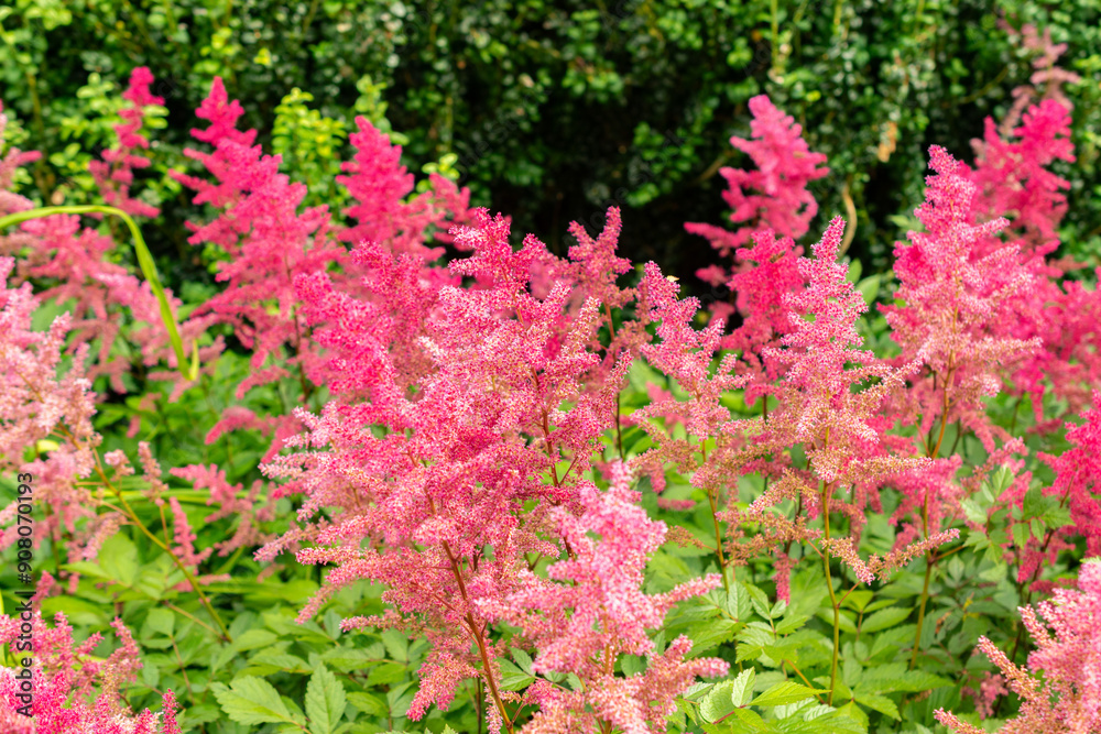 False bucks beard or Astilbe Japonica plant in Saint Gallen in Switzerland False bucks beard or Astilbe Japonica plant in Saint Gallen in Switzerland