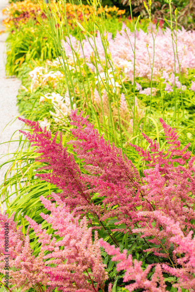 Obraz premium False bucks beard or Astilbe Japonica plant in Saint Gallen in Switzerland