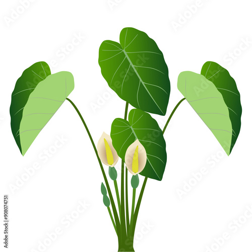 Taro plant with leaves and flowers on a white background..eps