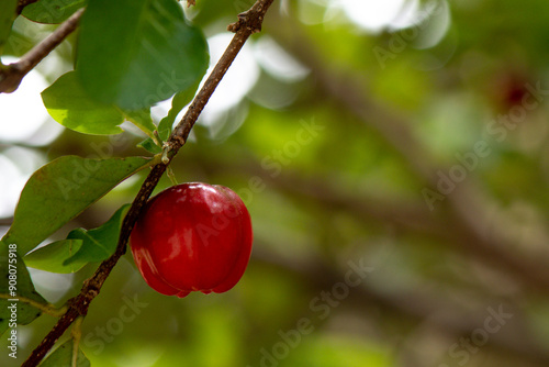 A vivid acerola stands out on a branch with green leaves, set against a blurred background.