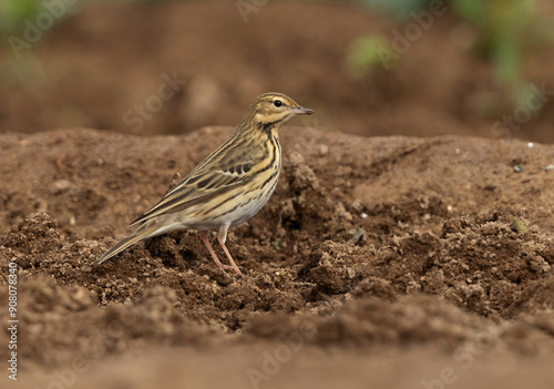 Red throated pipit perched on farm land, Bahrain photo