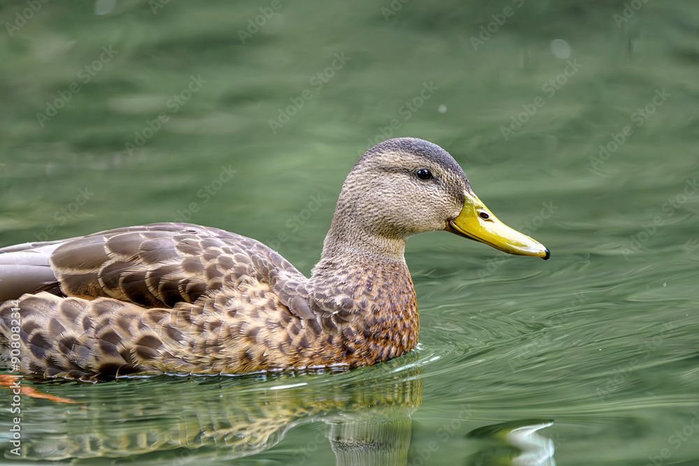 A wild duck swims on a pond. A close-up photo of the bird.