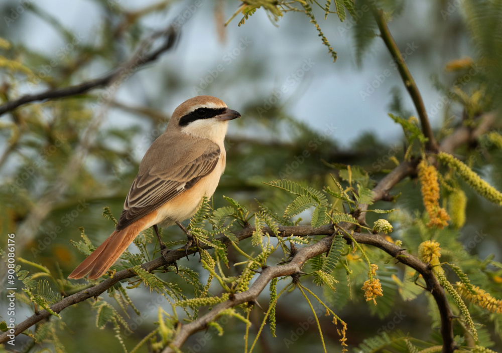 Red-tailed Shrike perched on a tree, Bahrain Red-tailed Shrike perched on a tree, Bahrain