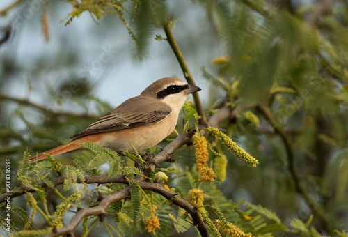 Closeup of a Red-tailed Shrike perched on green, Bahrain photo