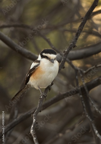 Masked shrike perched on a tree at Jasra, Bahrain