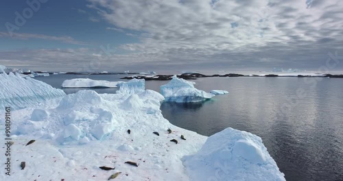 Antarctica wildlife protection. Seals sleeping on ice floe, aerial drone shot. Animals lying on melting iceberg in polar ocean. Explore South Pole. Global issue of climate change and melting icebergs