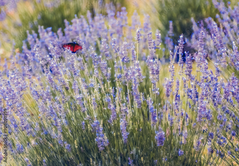 Obraz premium Butterfly landing on lavender