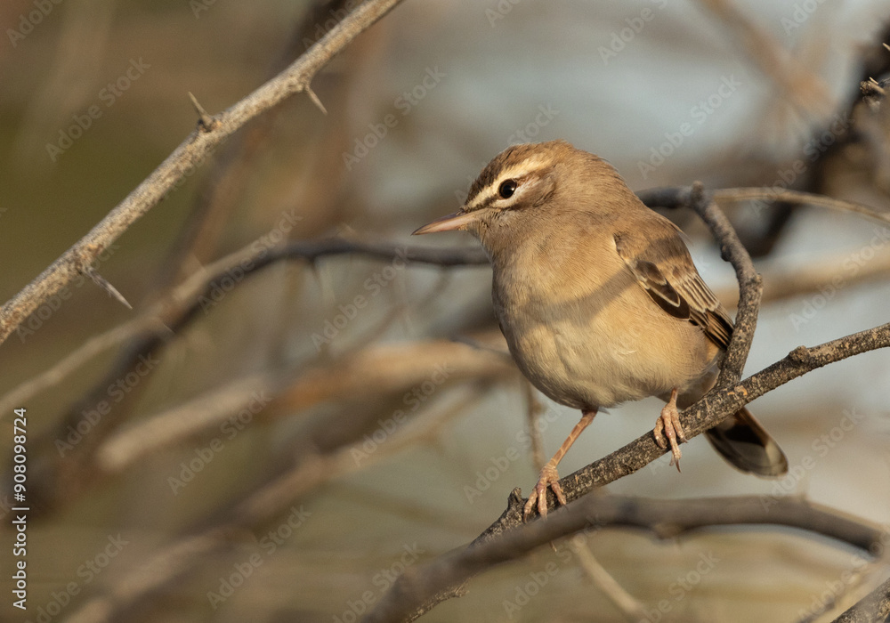 Obraz premium Rufous-tailed Scrub Robin perched on acacia tree at Hamala, Bahrain