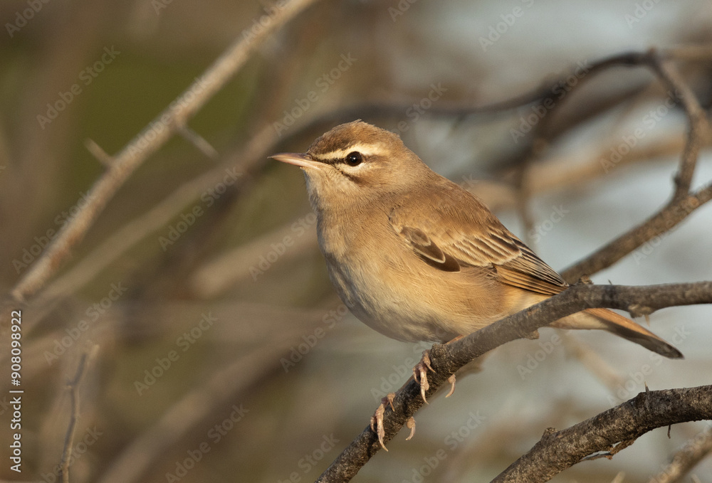 Obraz premium Rufous-tailed Scrub Robin perched on acacia tree at Hamala, Bahrain