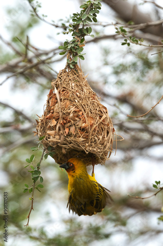 Ruppells weaver bird weaving a nest, Bahrain photo