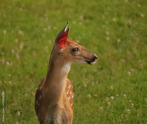 Precious Sweet White-tailed Deer Fawn Benezette Pennsylvania  photo