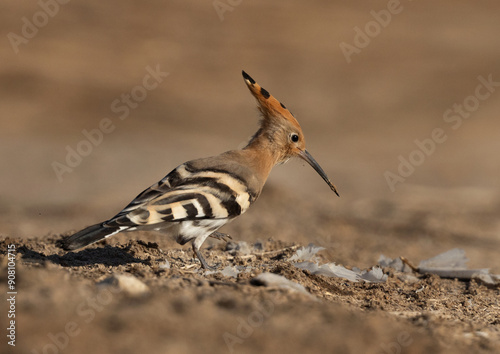 Portrait of a Hoopoe perched ground, Bahrain