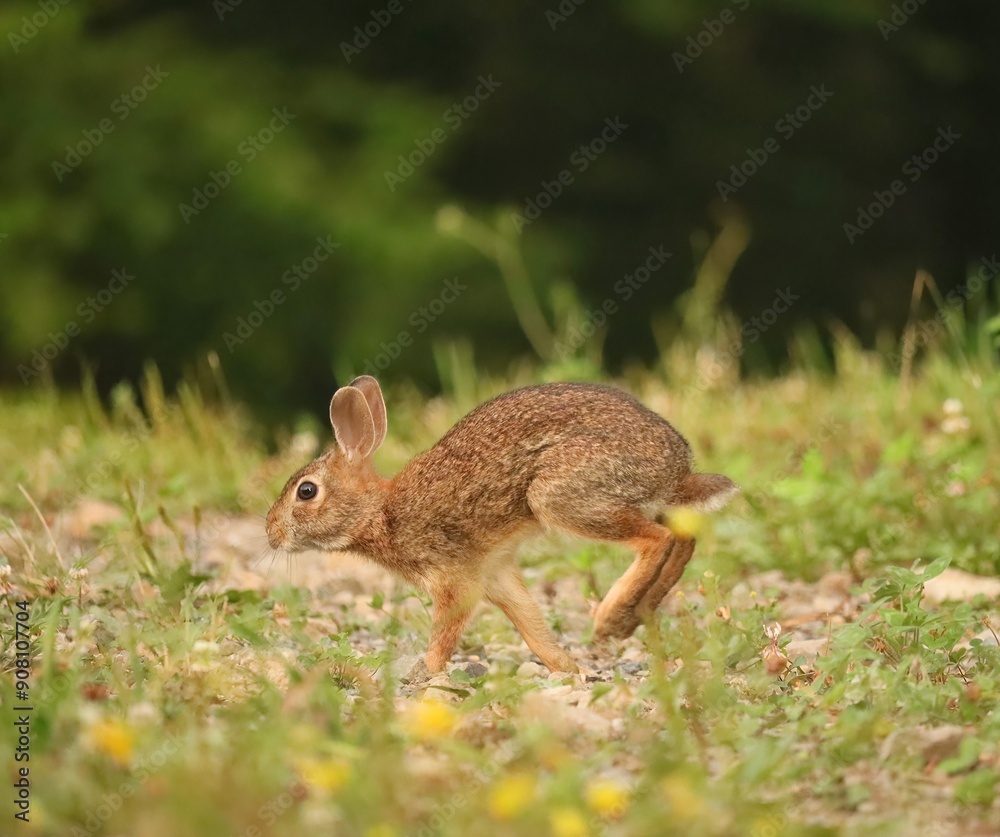 Fototapeta premium Adorable Cutest Ever Bunny Rabbit 