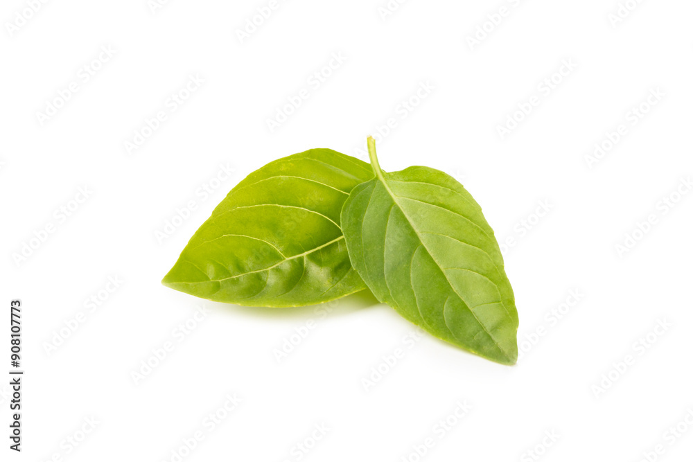 Obraz premium Basil isolated on white background. Fresh organic basil leaves isolated on white background. Spices. Vegan.