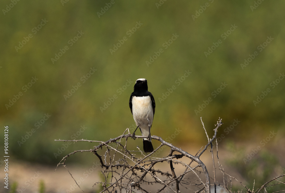 Pied wheatear perched on bush, Bahrain Pied wheatear perched on bush, Bahrain