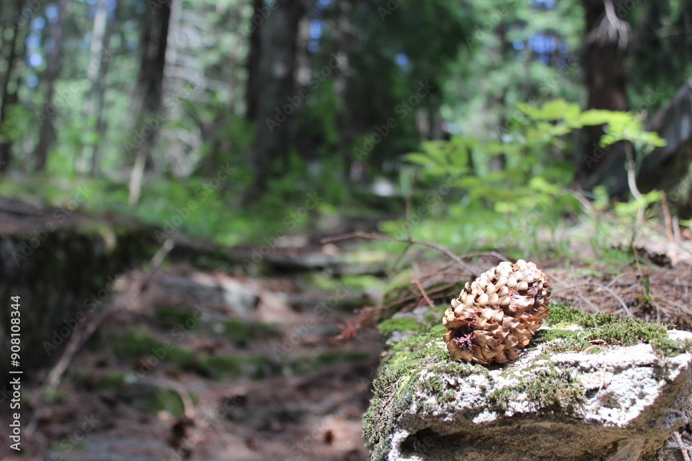 Nature, Romania, Travel, Green, Forest, Plants, Trees, Flowers, Butterfly, Pinecone, Pine Tree Nature, Romania, Travel, Green, Forest, Plants, Trees, Flowers, Butterfly, Pinecone, Pine Tree