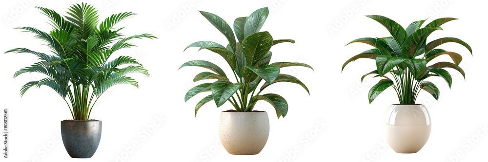 Set of A simple houseplant tree in white ceramic pot on a transparent background Set of A simple houseplant tree in white ceramic pot on a transparent background