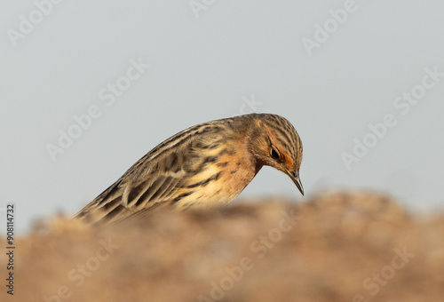 Closeup of a Red throated pipit at Buri farm, Bahrain photo