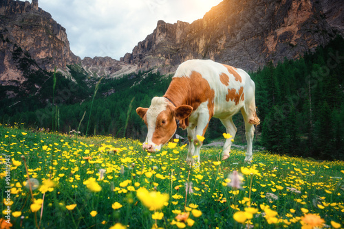 Two brown and white cows gr...