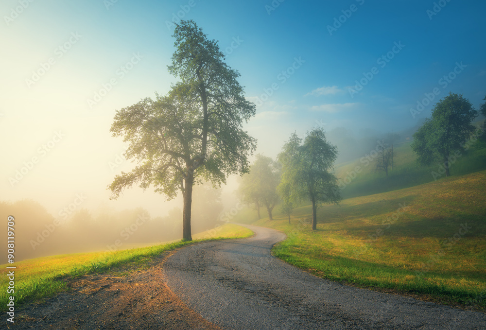 Country road in mountains in summer foggy morning. Nature background. Landscape with road, green trees and grass on the hill in fog, sky at golden sunrise in Slovenia. Beautiful view. Roadway. Scenery