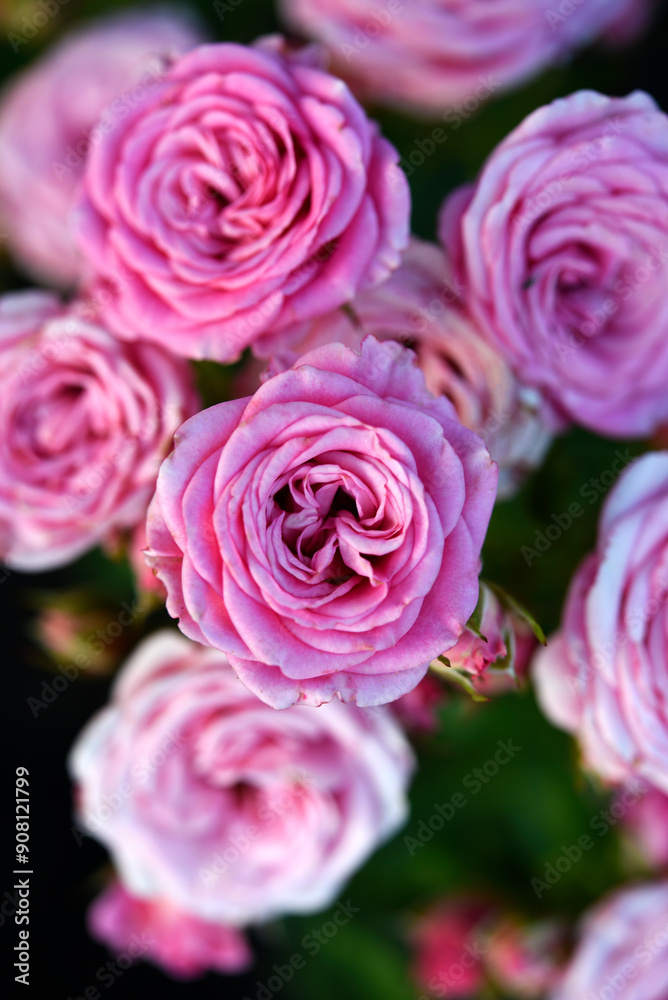 Delicate pink rose flowers. A large bouquet of roses on a bush. Delicate pink rose flowers. A large bouquet of roses on a bush.
