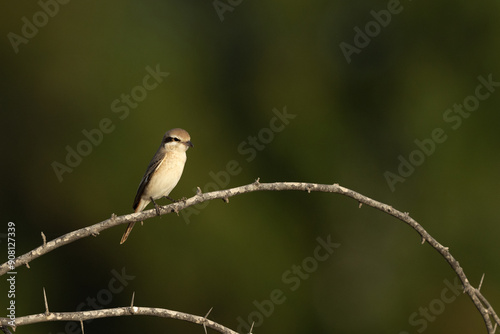 Isaballine shrike perched on acacia tree at Jasra, Bahrain