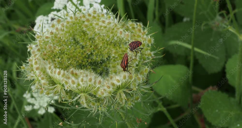 Graphosoma italicum) Mating attempt by a pair of Italian striped stink bugs on a wild carrot flower umbel
