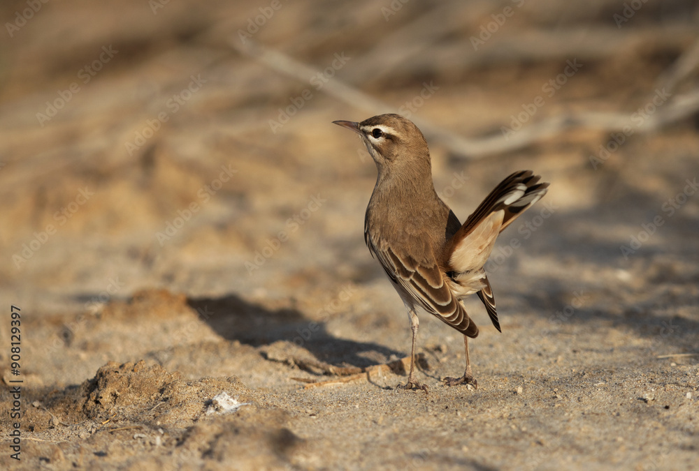 Rufous-tailed Scrub Robin perched on ground at Hamala, Bahrain Rufous-tailed Scrub Robin perched on ground at Hamala, Bahrain