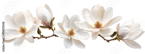 A white flower arrangement with four flowers on a white background